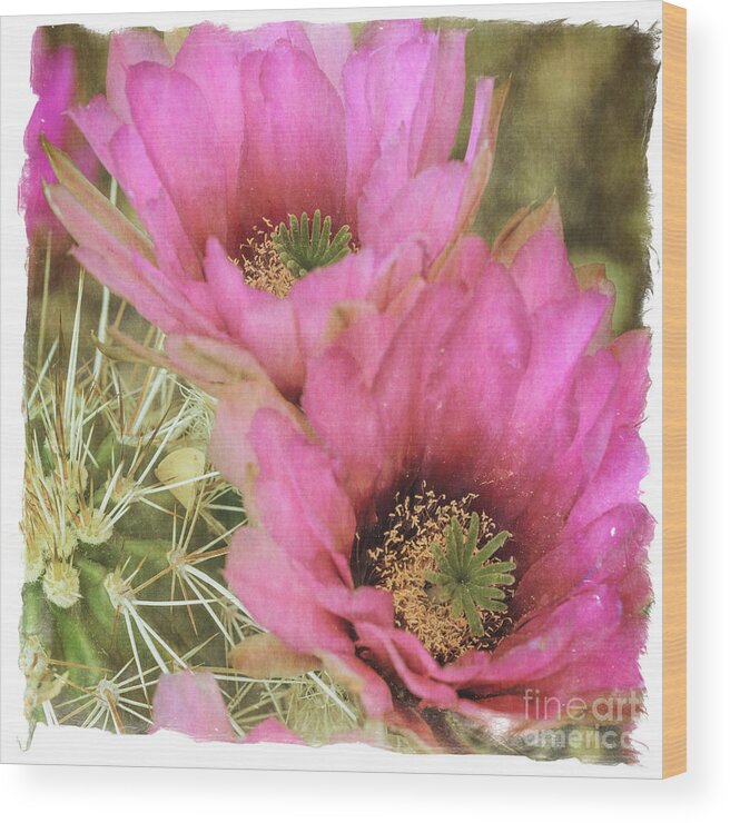 Pink Cactus Flower Wood Print featuring the photograph Pink Hedgehog Cactus Flower by Tamara Becker