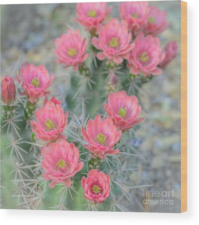 Pink Cactus Flower Wood Print featuring the photograph Pink Hegehog Cactus by Tamara Becker
