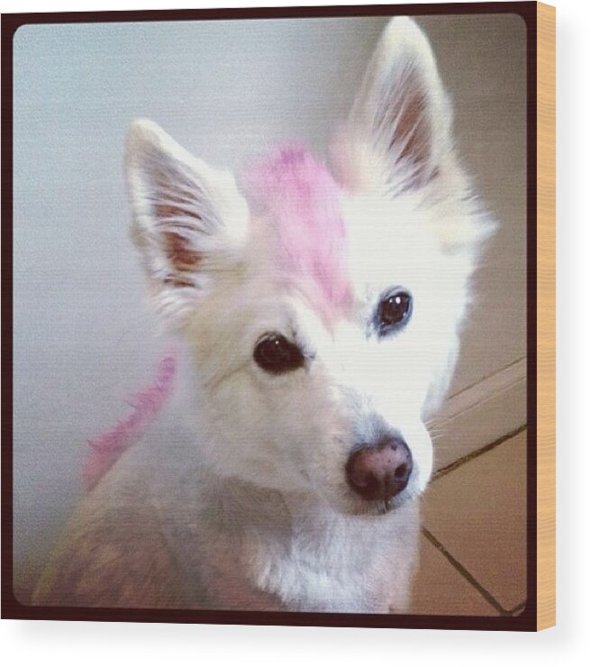 Eskimos Wood Print featuring the photograph Pink Punk Pook #ilovemydog #eskimos by Jan Pan