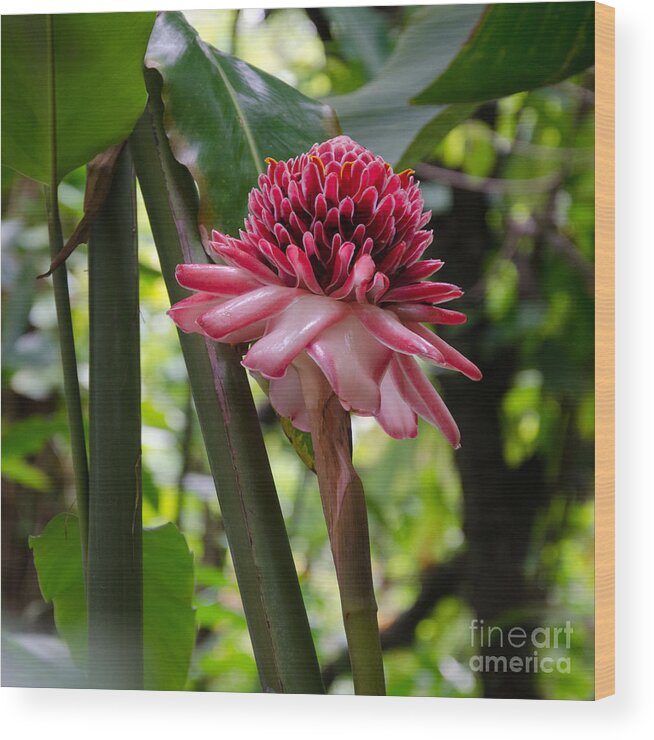 Pink Wood Print featuring the photograph Pink Torch Ginger by Laurel Best