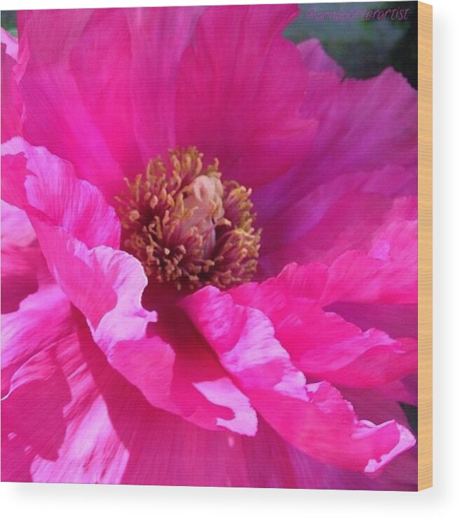 Annasgardens Wood Print featuring the photograph Pinkiliciousness Frills! My Bright Pink by Anna Porter