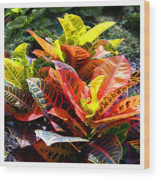 Plants Wood Print featuring the photograph Plants Aglow by John Lautermilch