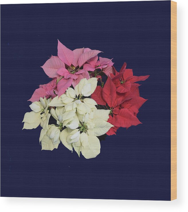 Poinsettia Wood Print featuring the photograph Poinsettia Tricolor II by R Allen Swezey