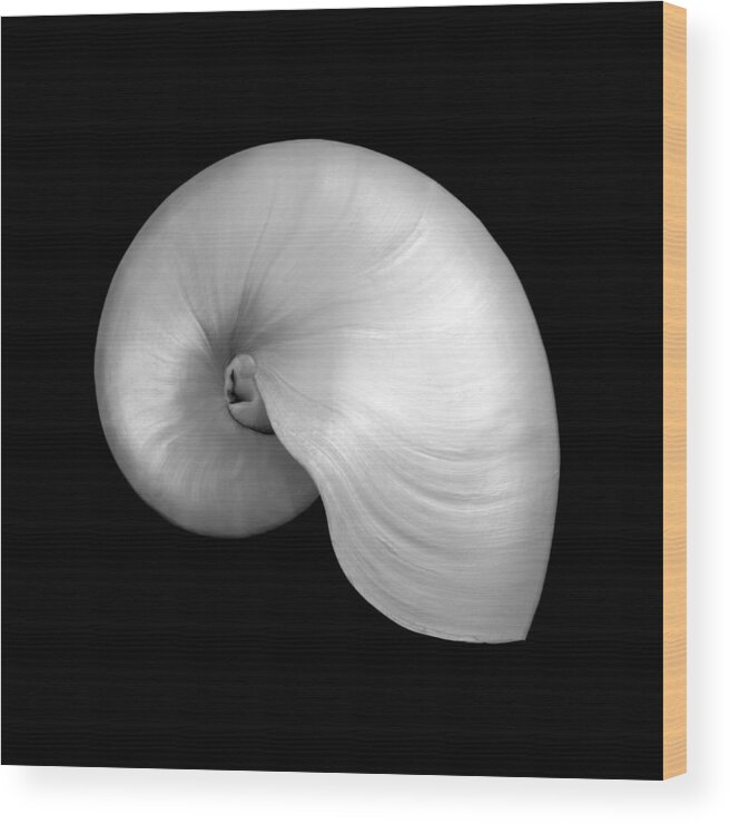 Sea Shell Wood Print featuring the photograph Polished Nautilus shell by Jim Hughes