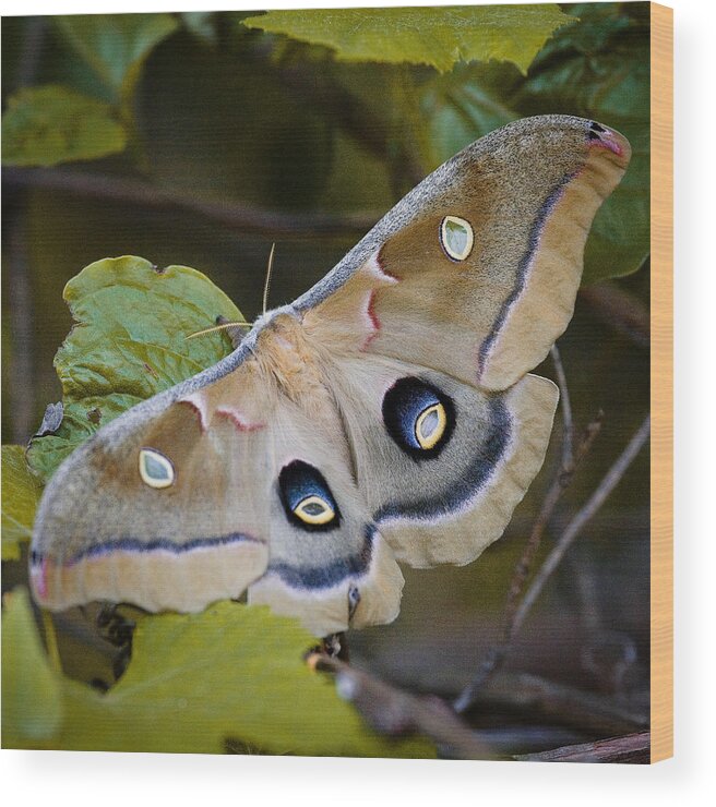Moth Wood Print featuring the photograph Polyphemous Moth on Branch by Michael Dougherty