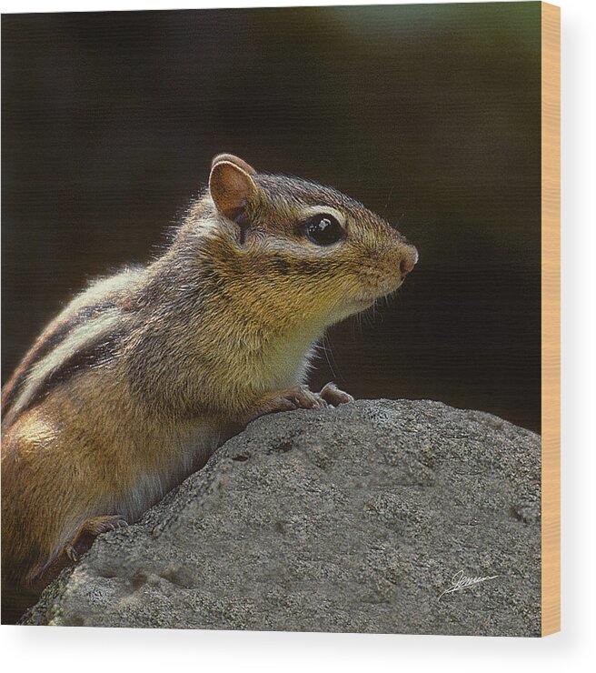 Nature Wood Print featuring the photograph Portrait of a Chipmunk by Phil Jensen