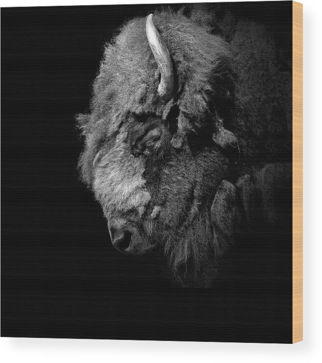 Buffalo Wood Print featuring the photograph Portrait of Buffalo in black and white by Lukas Holas
