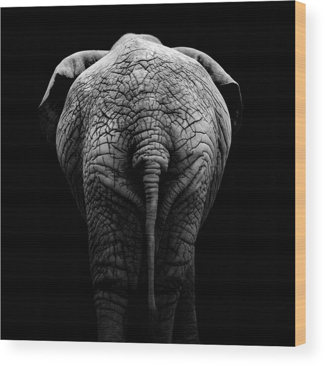 Elephant Wood Print featuring the photograph Portrait of Elephant in black and white II by Lukas Holas