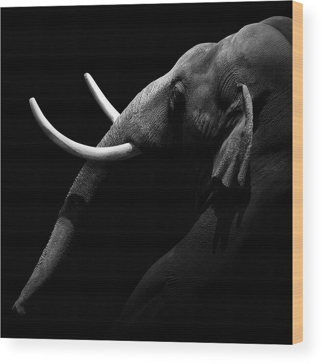 Elephant Wood Print featuring the photograph Portrait of Elephant in black and white by Lukas Holas