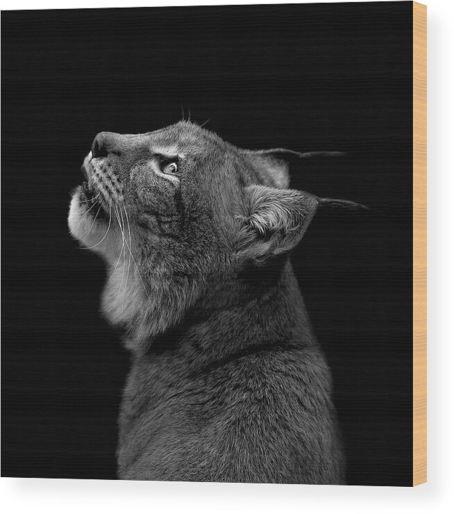 Lynx Wood Print featuring the photograph Portrait of Lynx in black and white by Lukas Holas