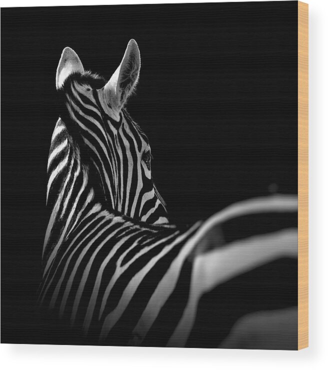 Zebra Wood Print featuring the photograph Portrait of Zebra in black and white II by Lukas Holas