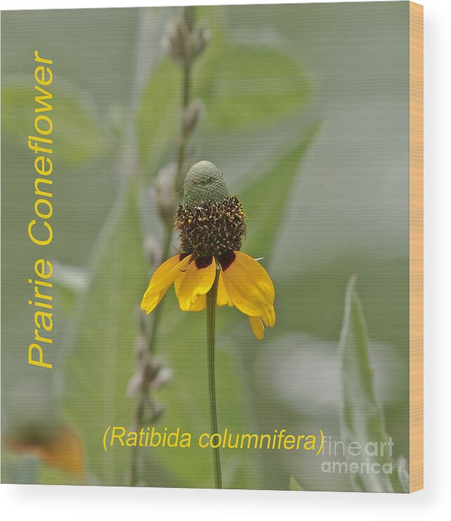 Floral Wood Print featuring the photograph Prairie Coneflower by Robert Frederick