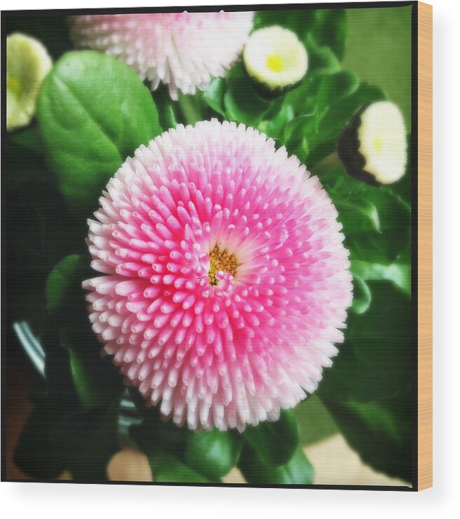 Flower Wood Print featuring the photograph Pretty pink flower by Matthias Hauser