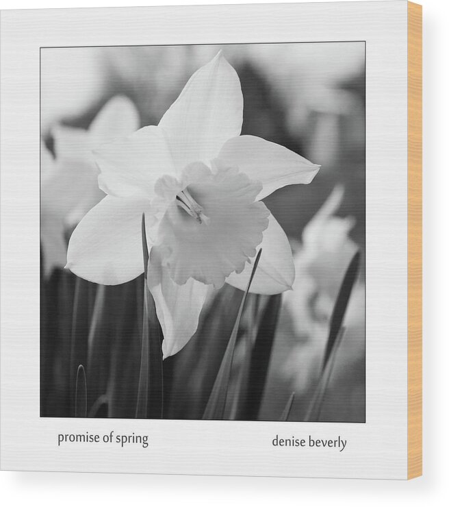 Daffodil Wood Print featuring the photograph Promise Of Spring by Denise Beverly