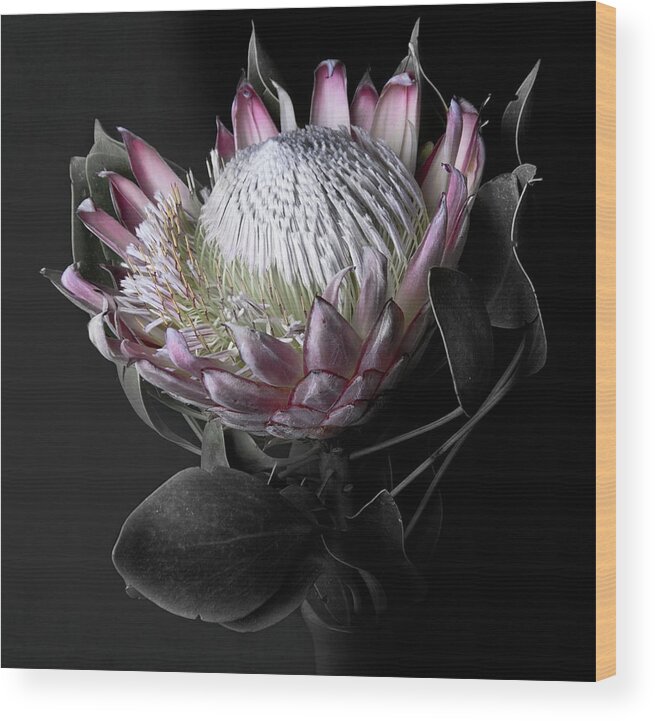 Vase Wood Print featuring the photograph Protea by By Sigi Kolbe