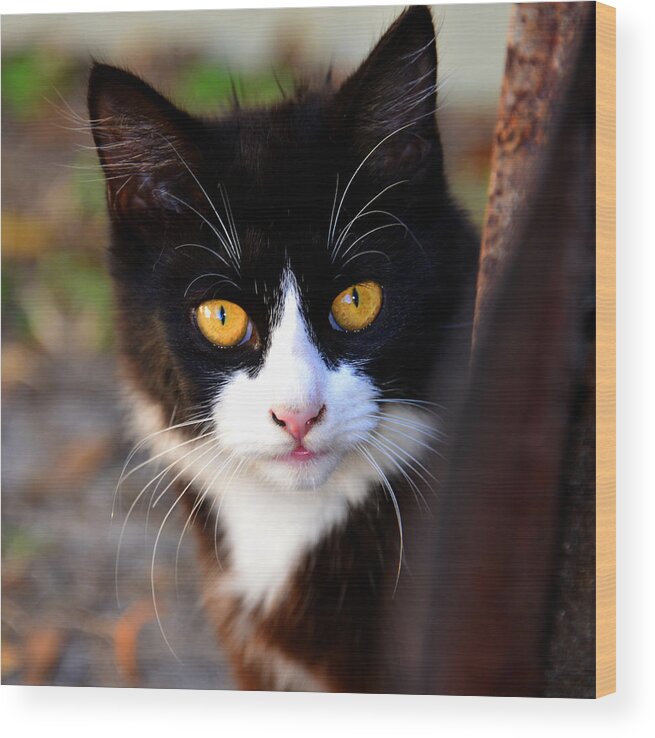 Proud Wood Print featuring the photograph Proud Cat by David Lee Thompson