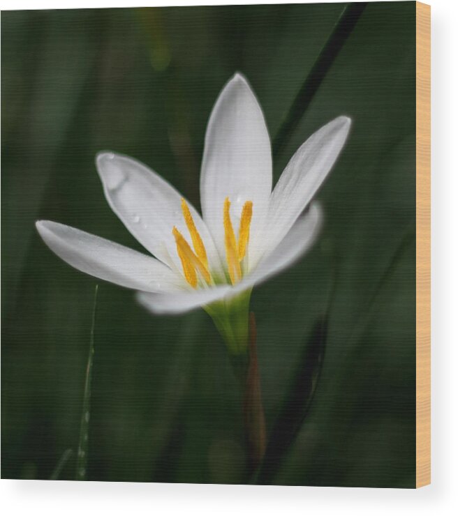 Lily Wood Print featuring the photograph Pure White - Lily by Ramabhadran Thirupattur