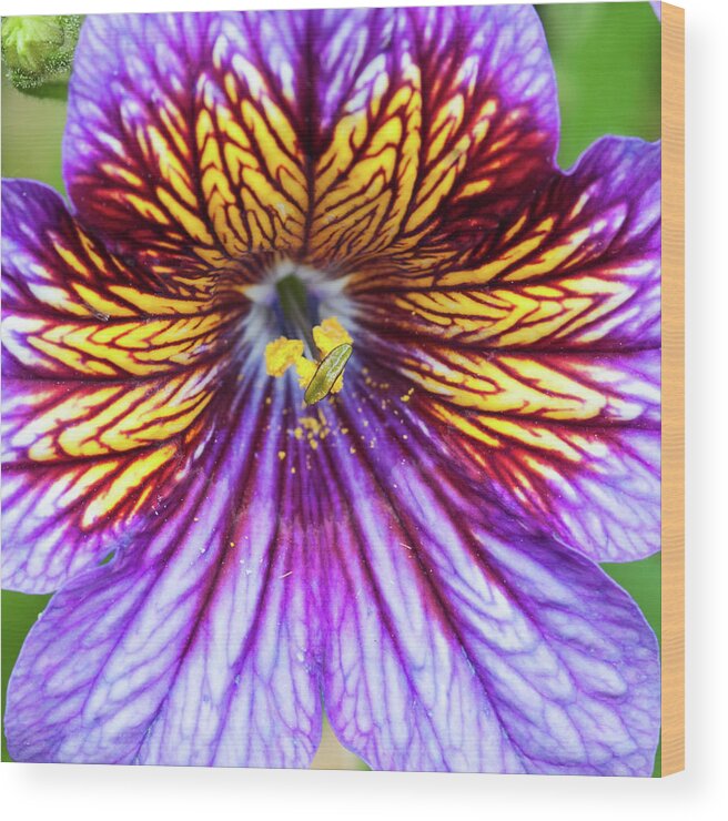 Purple Wood Print featuring the photograph Purple And Yellow Flower by Ian Grainger