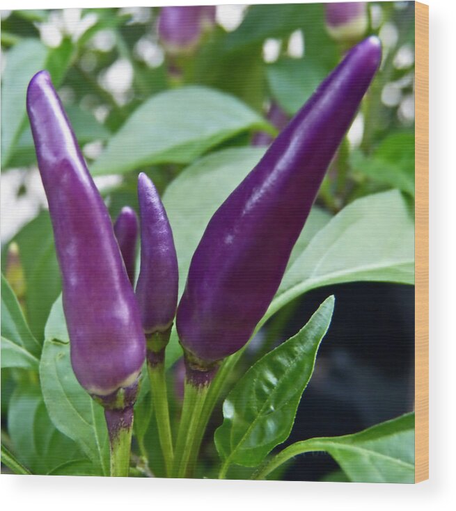 Vegetable Wood Print featuring the photograph Purple Peppers by Pete Trenholm