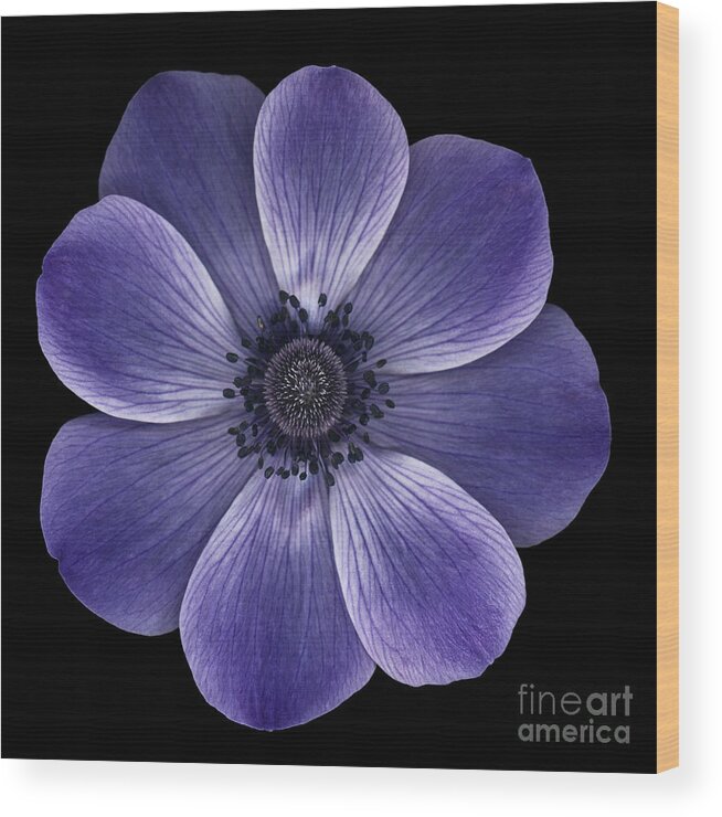 Anemome Poppy Wood Print featuring the photograph Purple poppy by Oscar Gutierrez