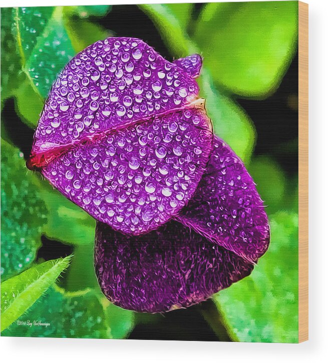 Clover Canvas Print Wood Print featuring the photograph Purple Shimmer by Lucy VanSwearingen