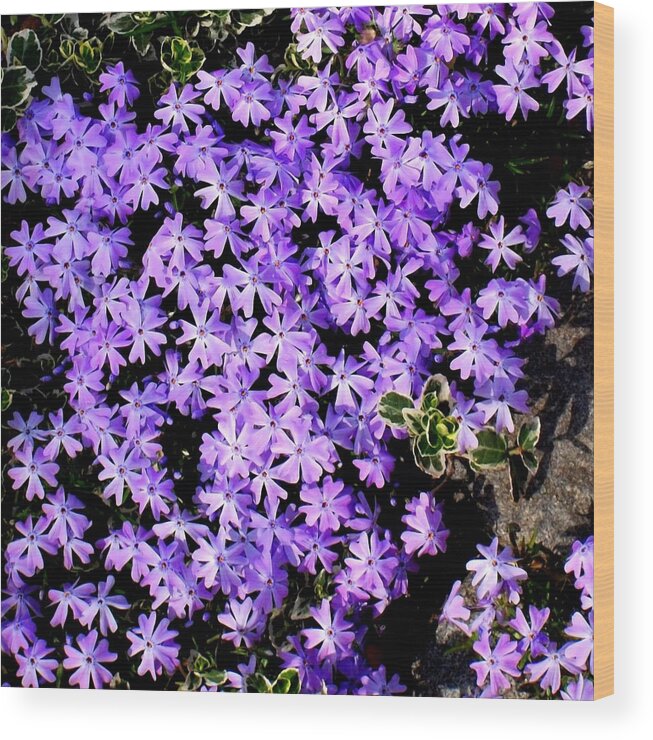 Photography Wood Print featuring the photograph 'Purple Springtime' by Liza Dey