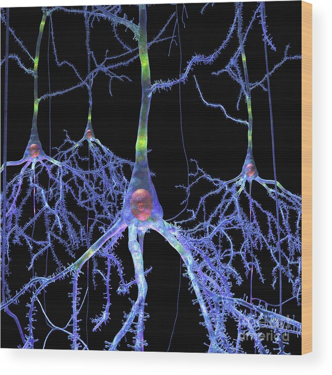 Anatomical Wood Print featuring the digital art Pyramidal Cells from Brain by Russell Kightley