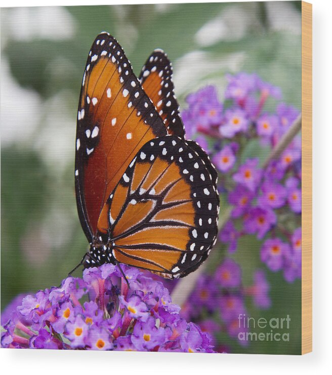 Butterflies Wood Print featuring the photograph Queen Butterfly by Chris Scroggins