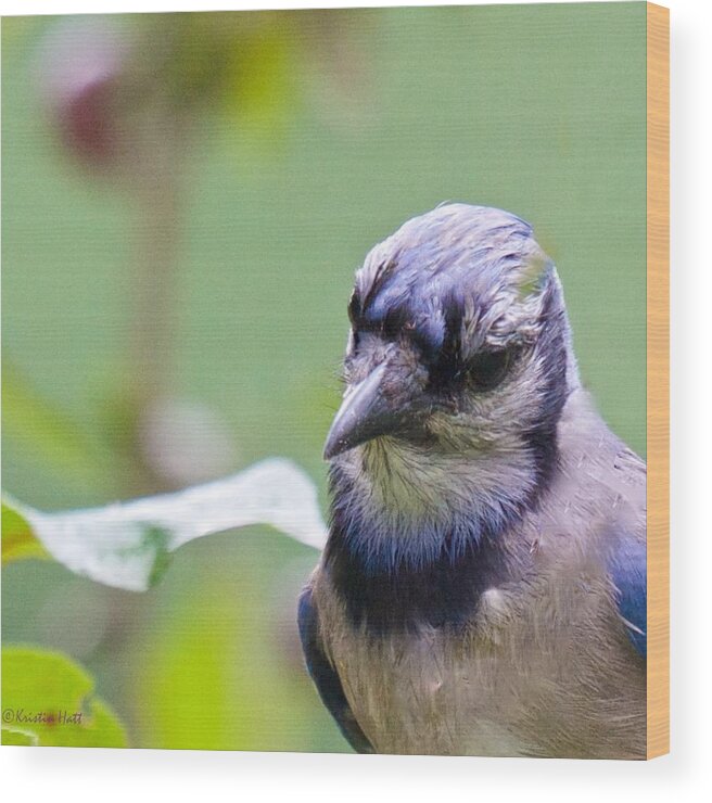 Blue Jay Wood Print featuring the photograph Quizzicle Blue Jay by Kristin Hatt