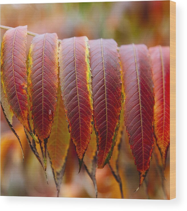 Autumn Wood Print featuring the photograph Radiant Sumac - Square by Laura Tucker