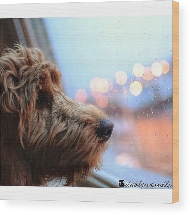 Weeklyfluff Wood Print featuring the photograph Rain, Rain, Go Away by Dublyn Slobodnik