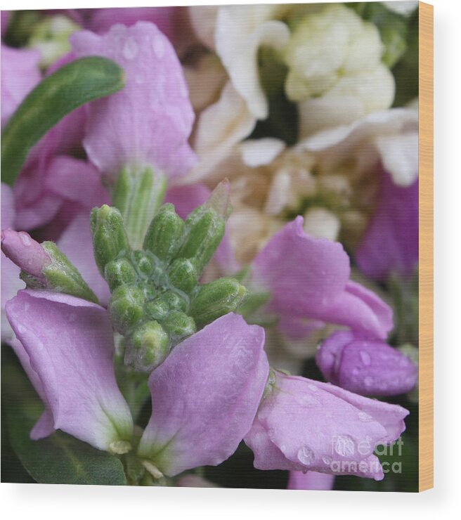 Purple And White Wood Print featuring the photograph Raindrops on Purple and White Flowers by Carol Groenen