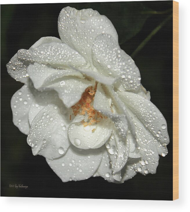 Raindrops Flower Canvas Print Wood Print featuring the photograph Rainy Day Rose by Lucy VanSwearingen