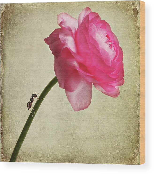 Insect Wood Print featuring the photograph Ranunculus by Jasenka Arbanas