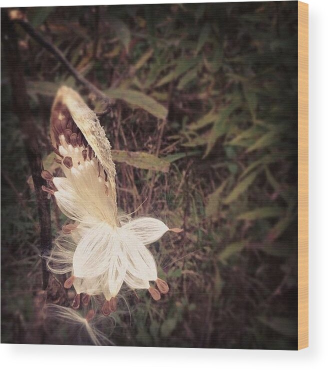 Rebirth Wood Print featuring the photograph Rebirth by Audrey Devotee