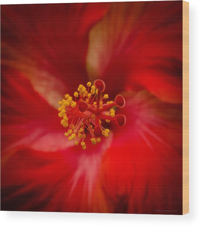 Fjm Multimedia Wood Print featuring the photograph Red Hibiscus 7 by Frank Mari