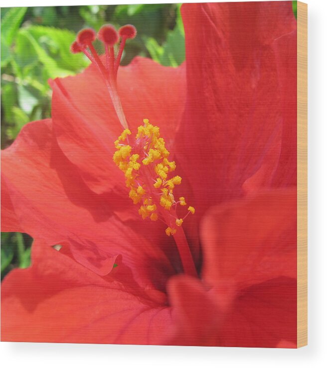 Red Flower Wood Print featuring the photograph Red Hibiscus by Sue Morris