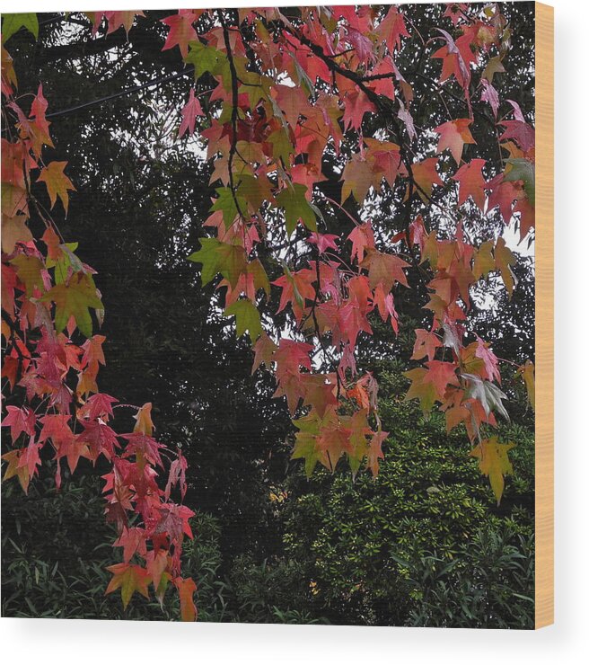 Liquidambar Wood Print featuring the photograph Red Liquidambar Leaves by Kirsten Giving