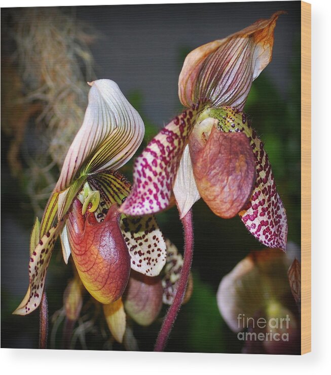Orchid Wood Print featuring the photograph Red Pepper Green Jade Orchids by Nancy Mueller