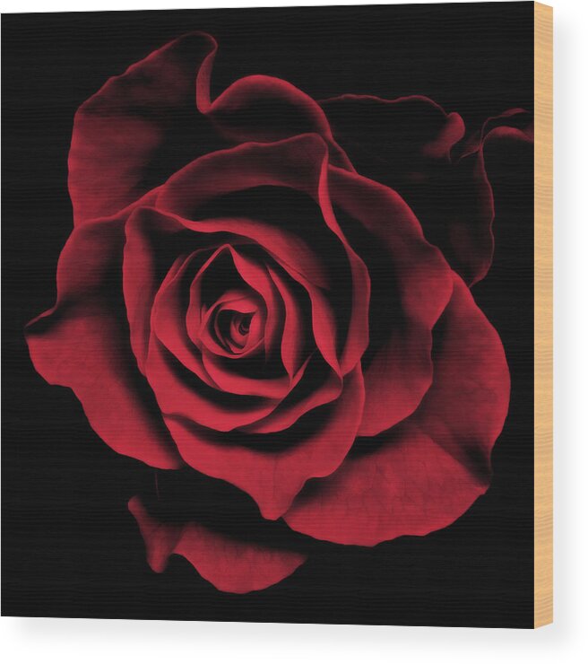 Red Wood Print featuring the photograph Abstract Black Red Rose Flower Photo Image By Nadja Drieling Photography Print Shop Online Art-Work by Nadja Drieling - Flower- Garden and Nature Photography - Art Shop