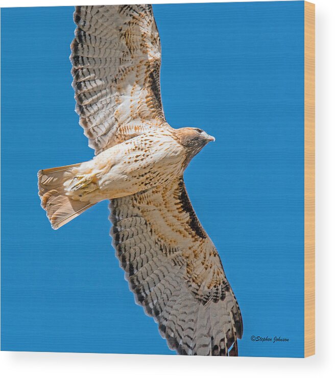 Hawks Wood Print featuring the photograph Red Tailed Hawk Overhead by Stephen Johnson