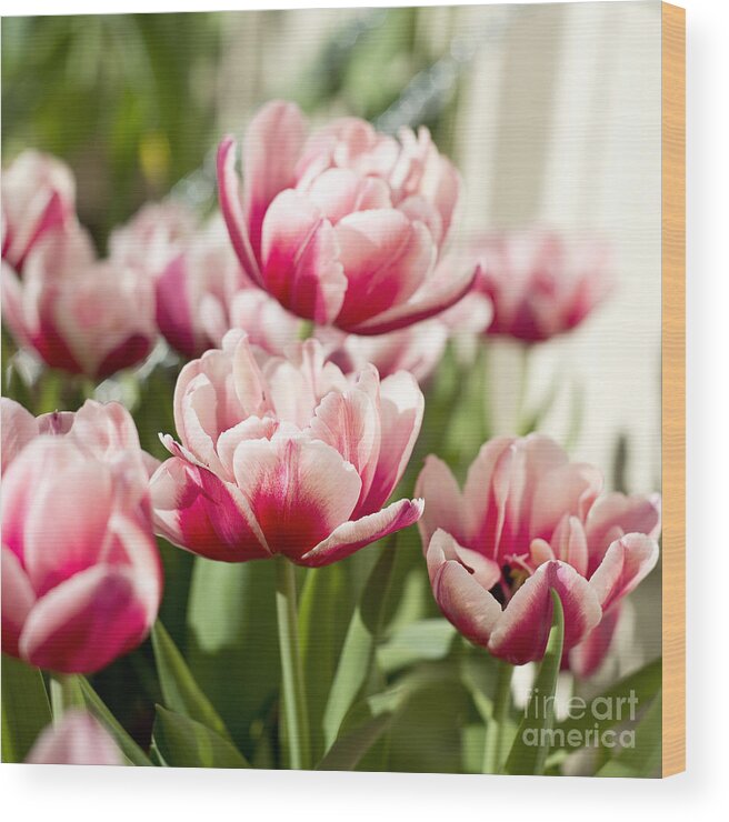 Amsterdam Wood Print featuring the photograph Red Tulips by Ivy Ho