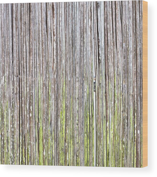 Abstract Wood Print featuring the photograph Reeds background by Tom Gowanlock