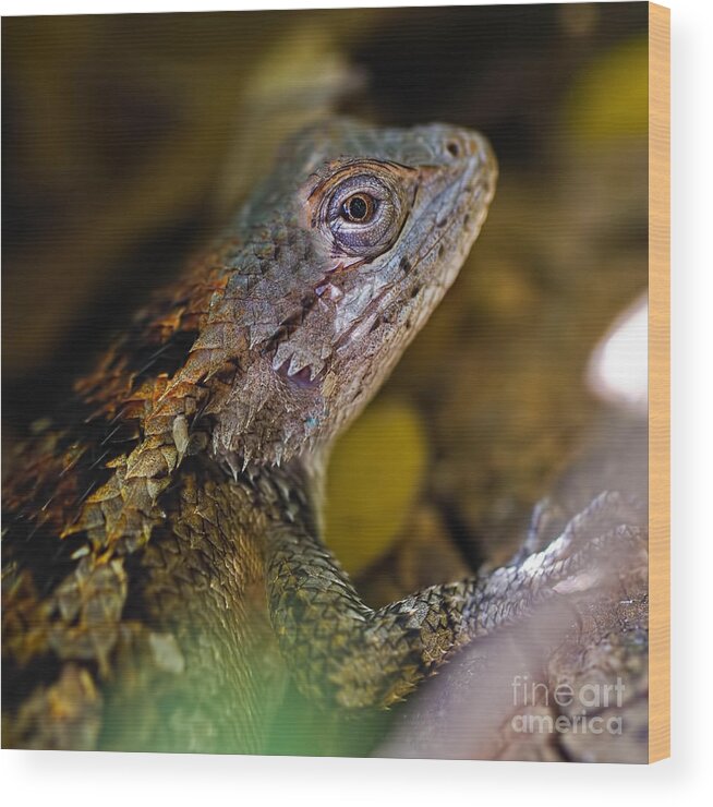 Reptile Eye Wood Print featuring the photograph Reptile Eye by Gary Holmes