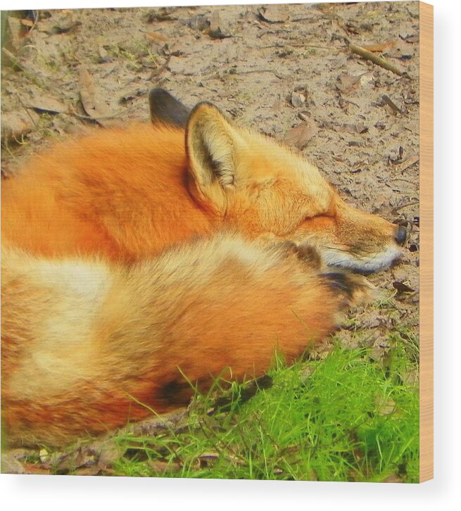 Red Fox Wood Print featuring the photograph Rest Little Fox by Sheri McLeroy