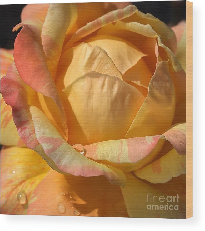 Rose Wood Print featuring the photograph Resting on my Petals by Joy Watson