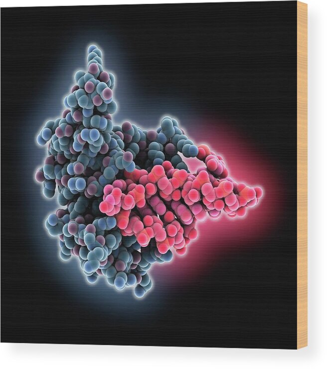 Biochemical Wood Print featuring the photograph Restrictocin And Inhibitor by Laguna Design