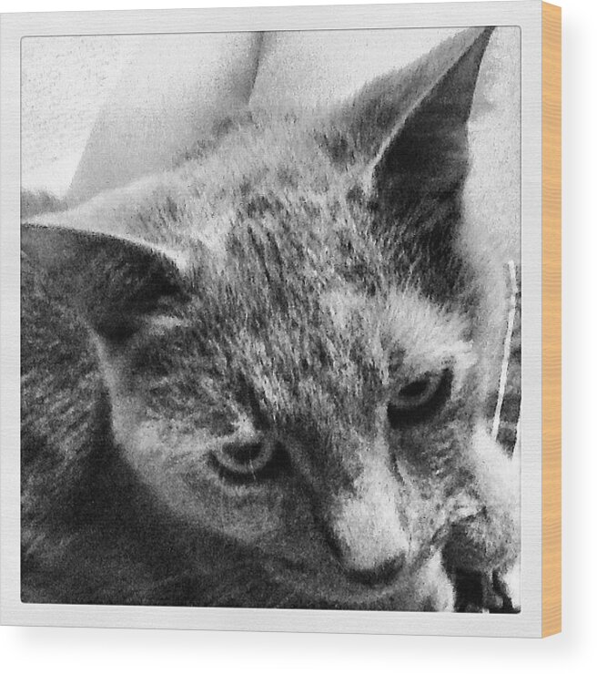 Love Wood Print featuring the photograph #rightnow Sitting On My Lap #purring Up by Teresa Mucha