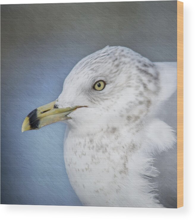 Seagull Wood Print featuring the photograph Ring Bill Gull Portrait by Cathy Kovarik