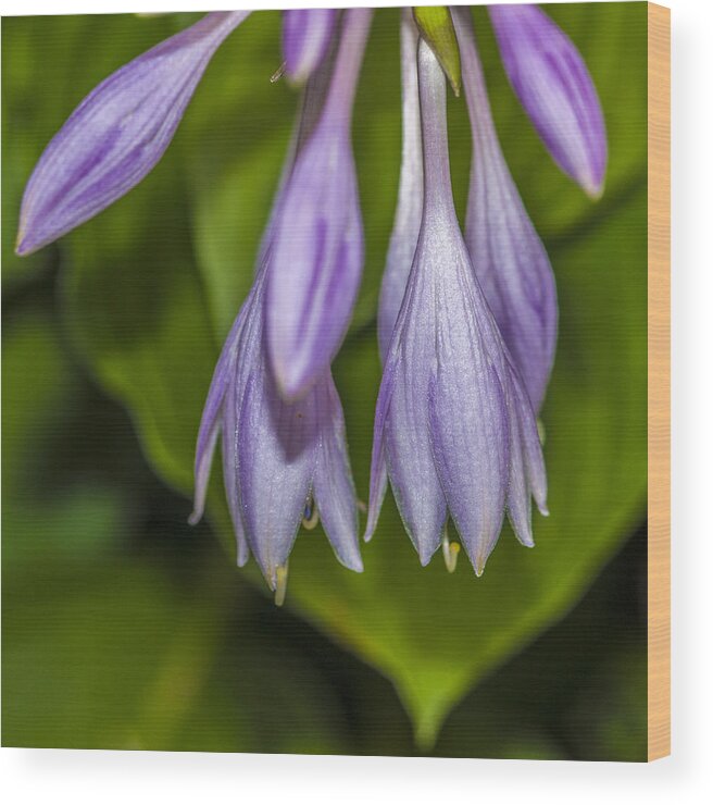 Purple Wood Print featuring the photograph Ringing by Cathy Kovarik